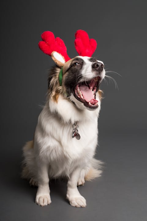 Christmas Outfit Guide For Dogs, Cats and Rabbits - Dusky Clothing Canada